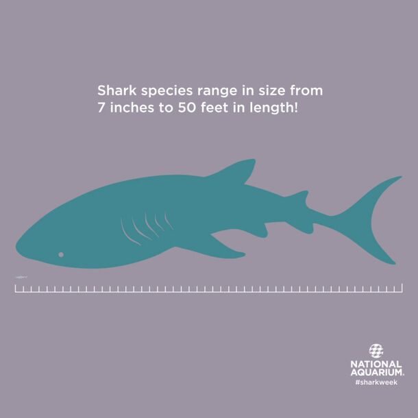 Shark length