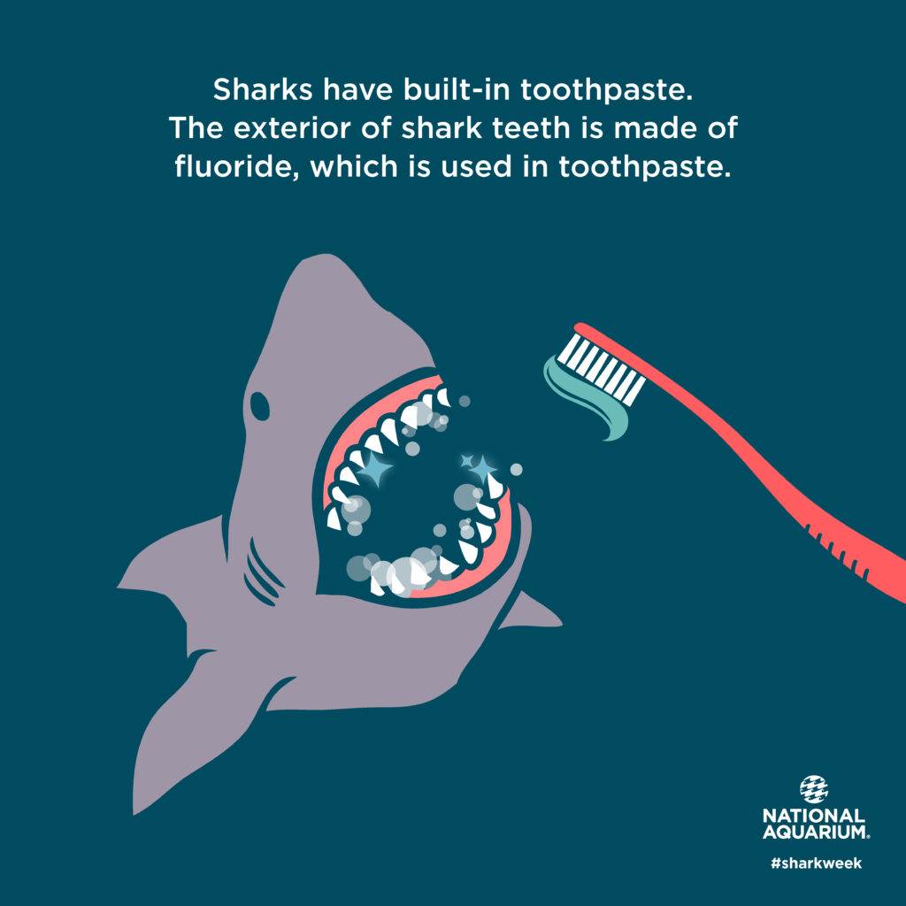 sharks buit-in toothpaste